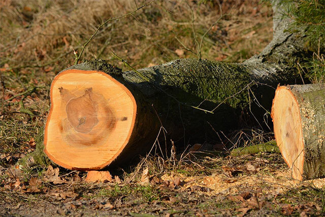 Tree Surgery